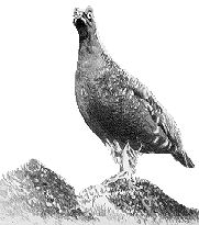 grouse